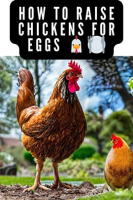 How_to_Raise_Chickens_for_Eggs_and_Meat