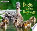 Ducks_and_their_ducklings